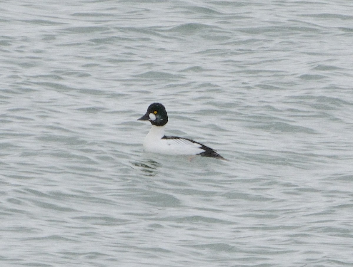 Common Goldeneye - ML141826941