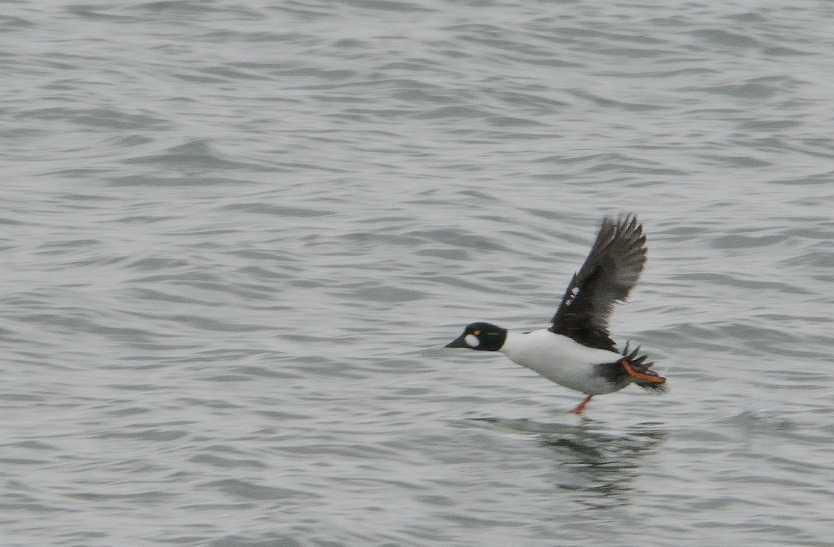 Common Goldeneye - ML141826951