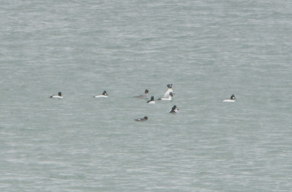 Common Goldeneye - John Gordinier