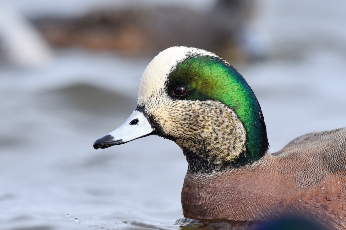 American Wigeon - ML141826991