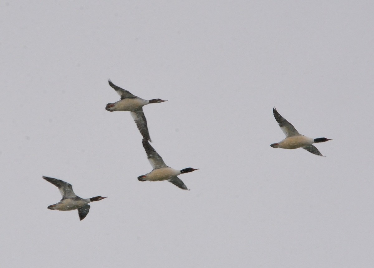 Common Merganser - ML141827101