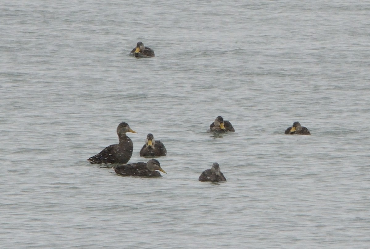 American Black Duck - ML141827331