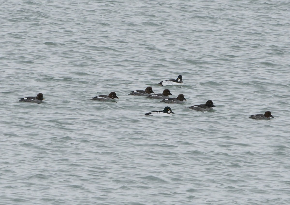 Common Goldeneye - ML141827591