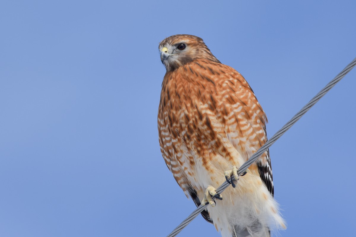 Red-shouldered Hawk - ML141827971