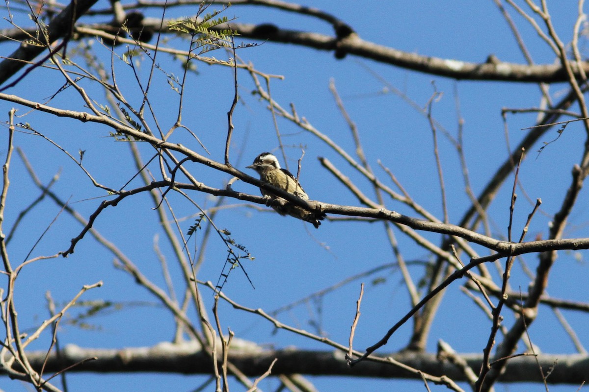 Gray-capped Pygmy Woodpecker - ML141828951