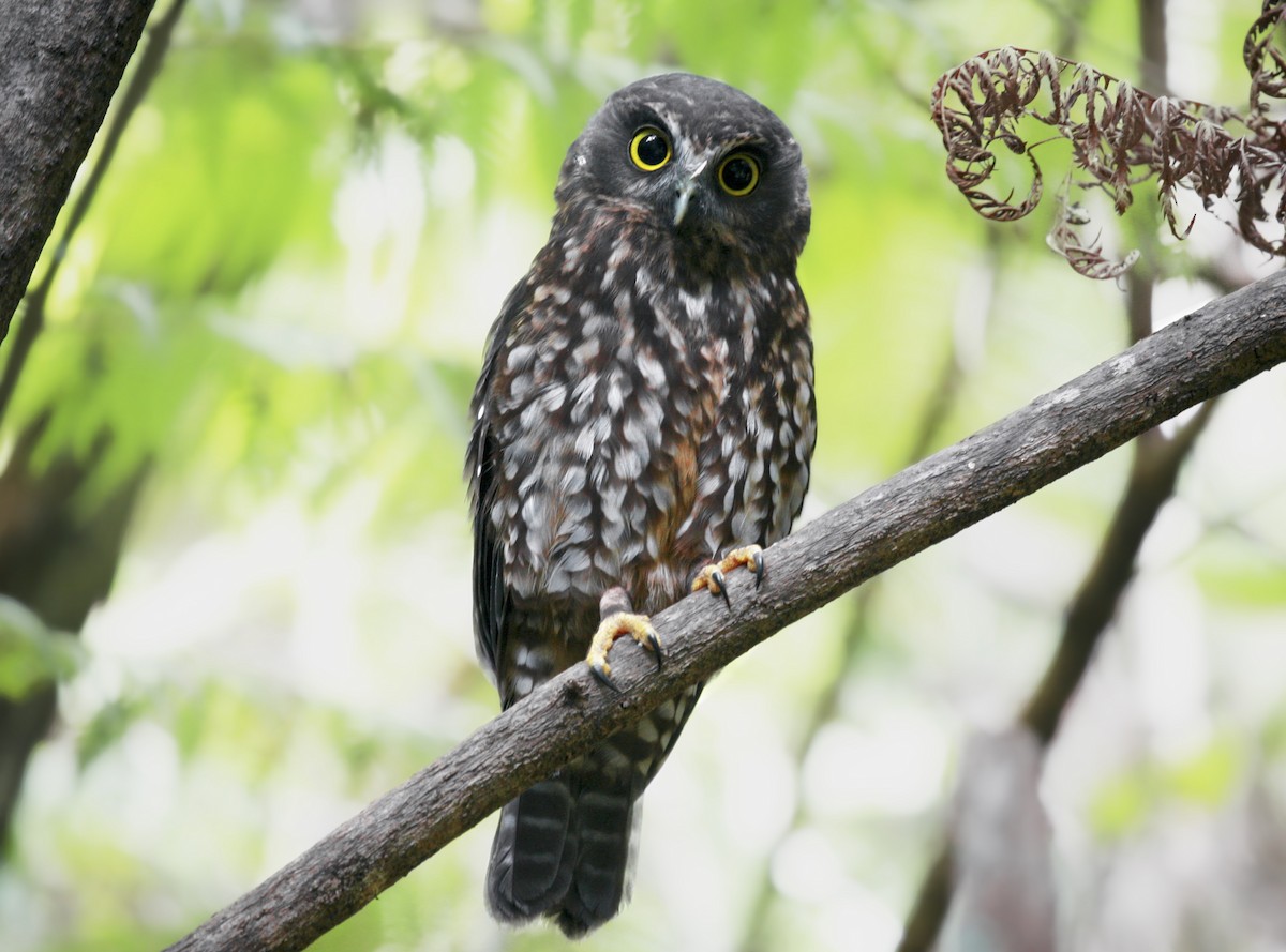 Morepork - Anonymous