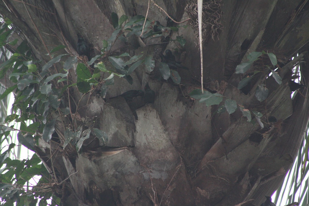 Asian Glossy Starling - ML141830341