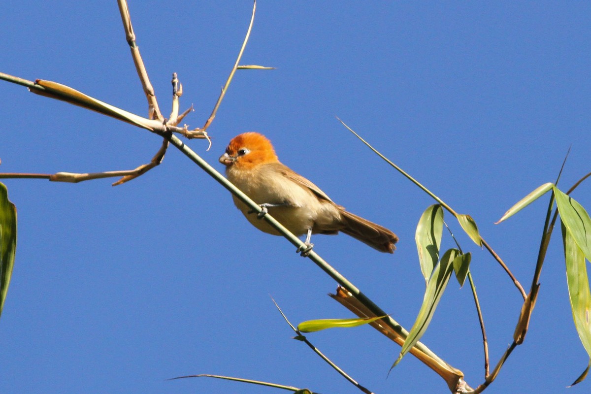 Rufous-headed Parrotbill - Paul Hyde