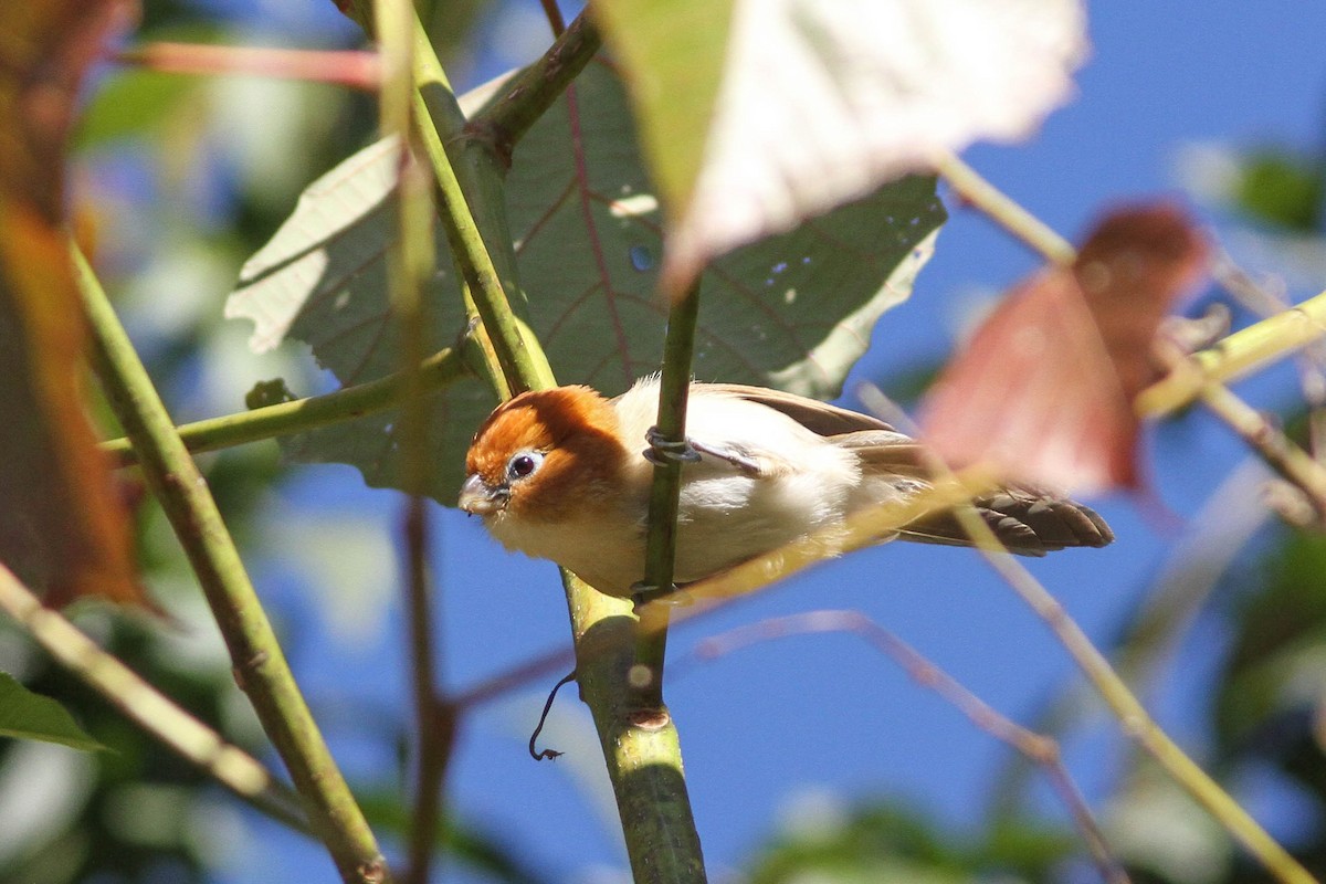 Rufous-headed Parrotbill - Paul Hyde
