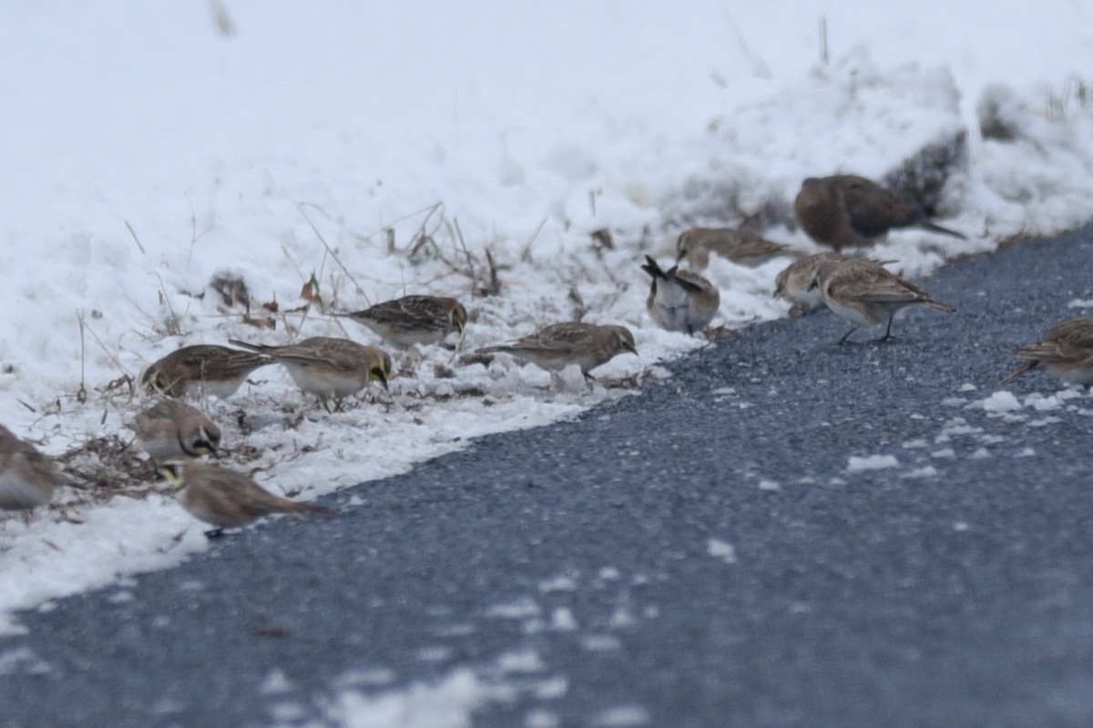 Lapland Longspur - ML141832131