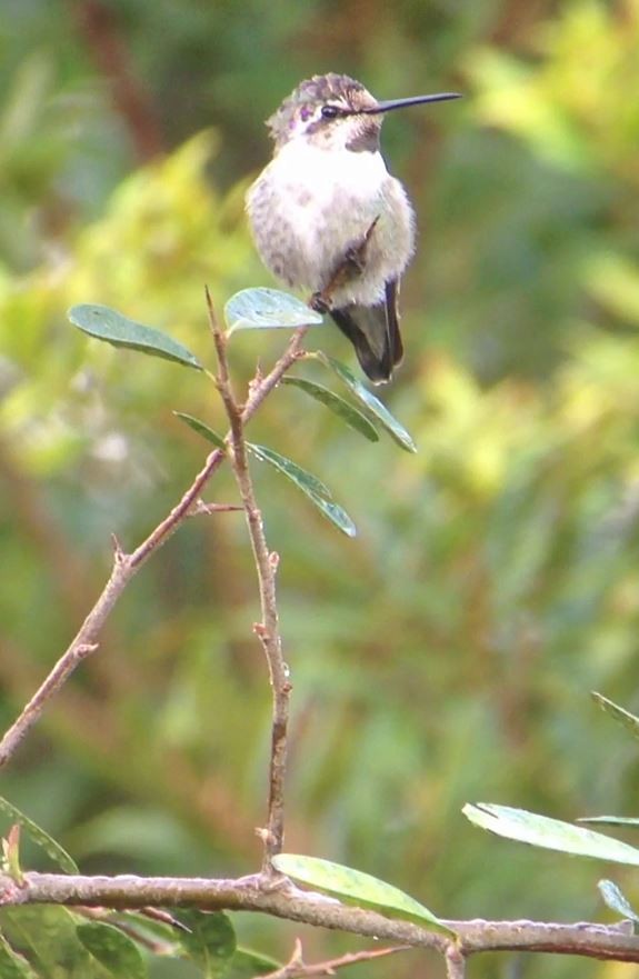 Costa's Hummingbird - ML141832571