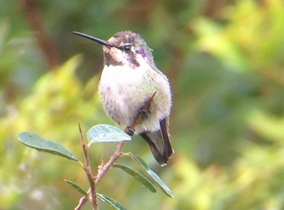 Costa's Hummingbird - ML141832581