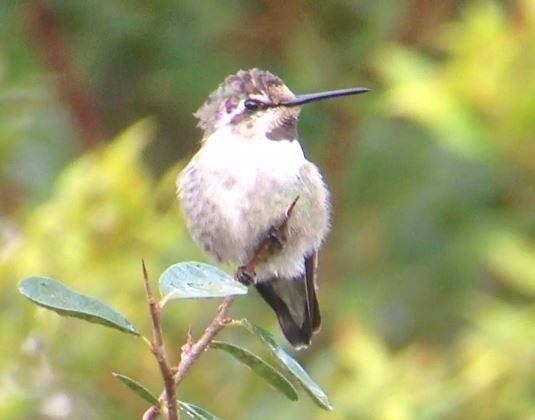 Costa's Hummingbird - ML141832591