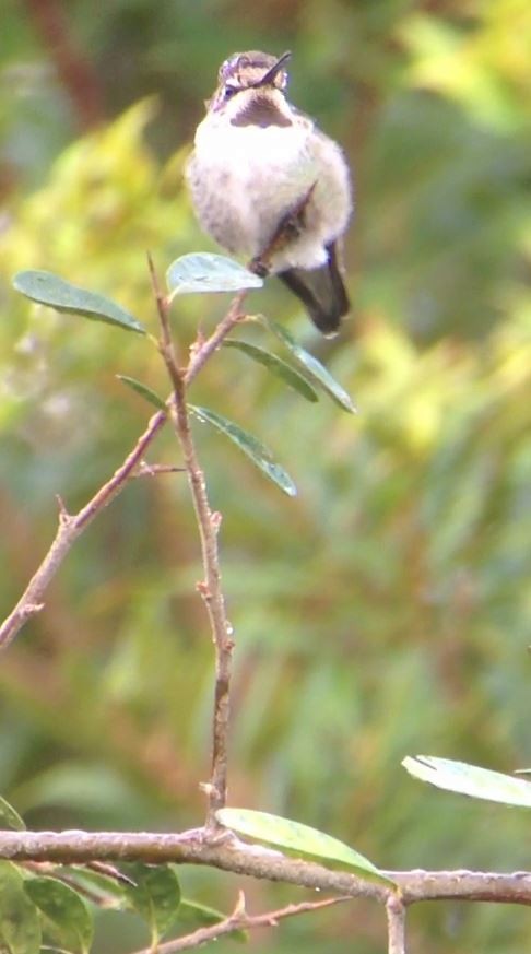 Costa's Hummingbird - ML141832601