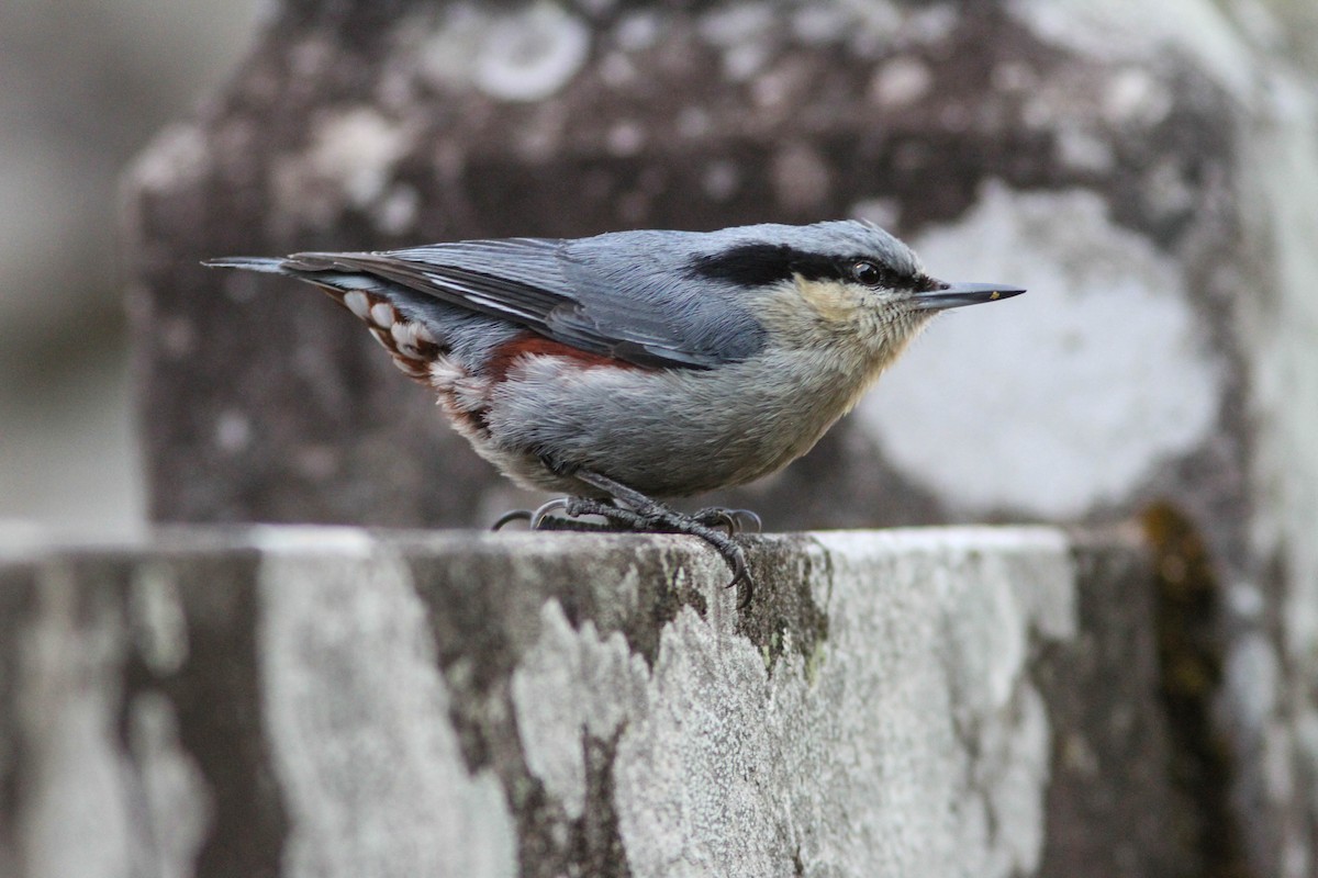 Chestnut-vented Nuthatch - ML141832691