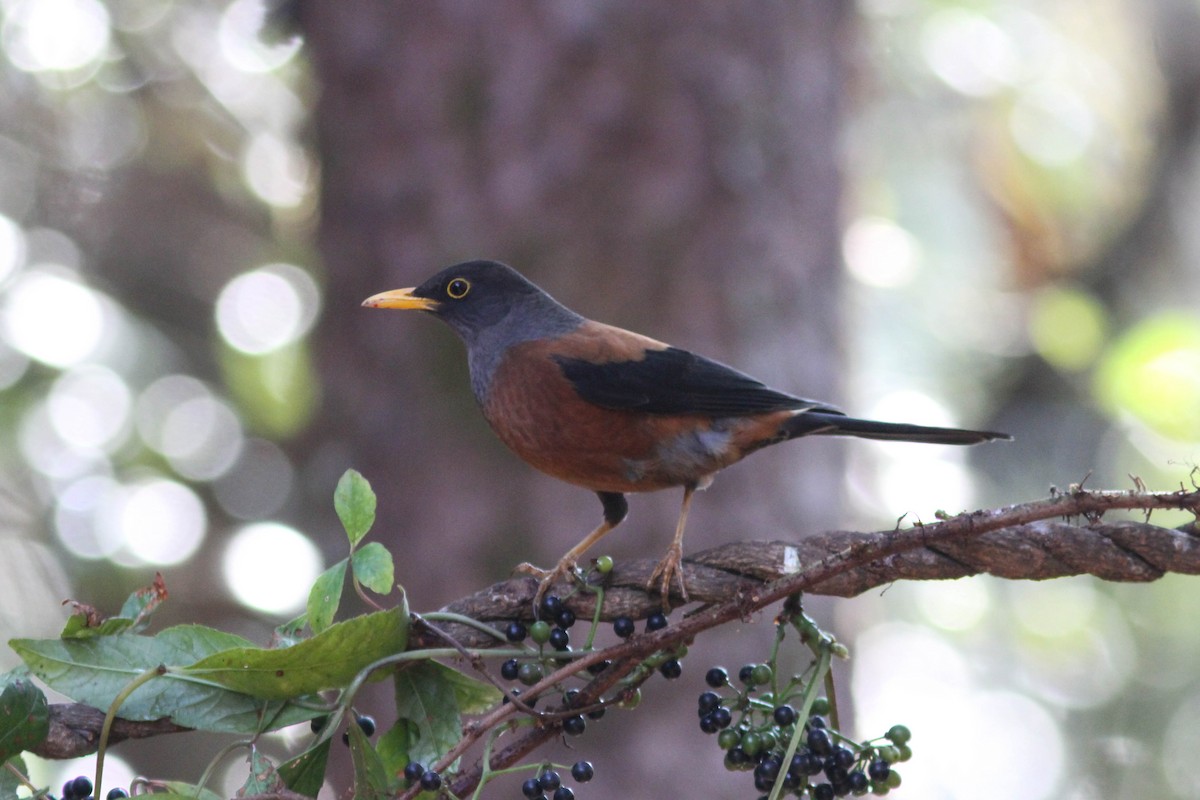 Chestnut Thrush - ML141832971