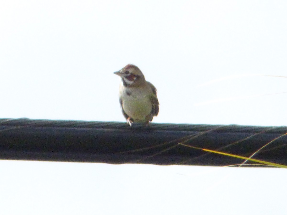 Lark Sparrow - ML141834011