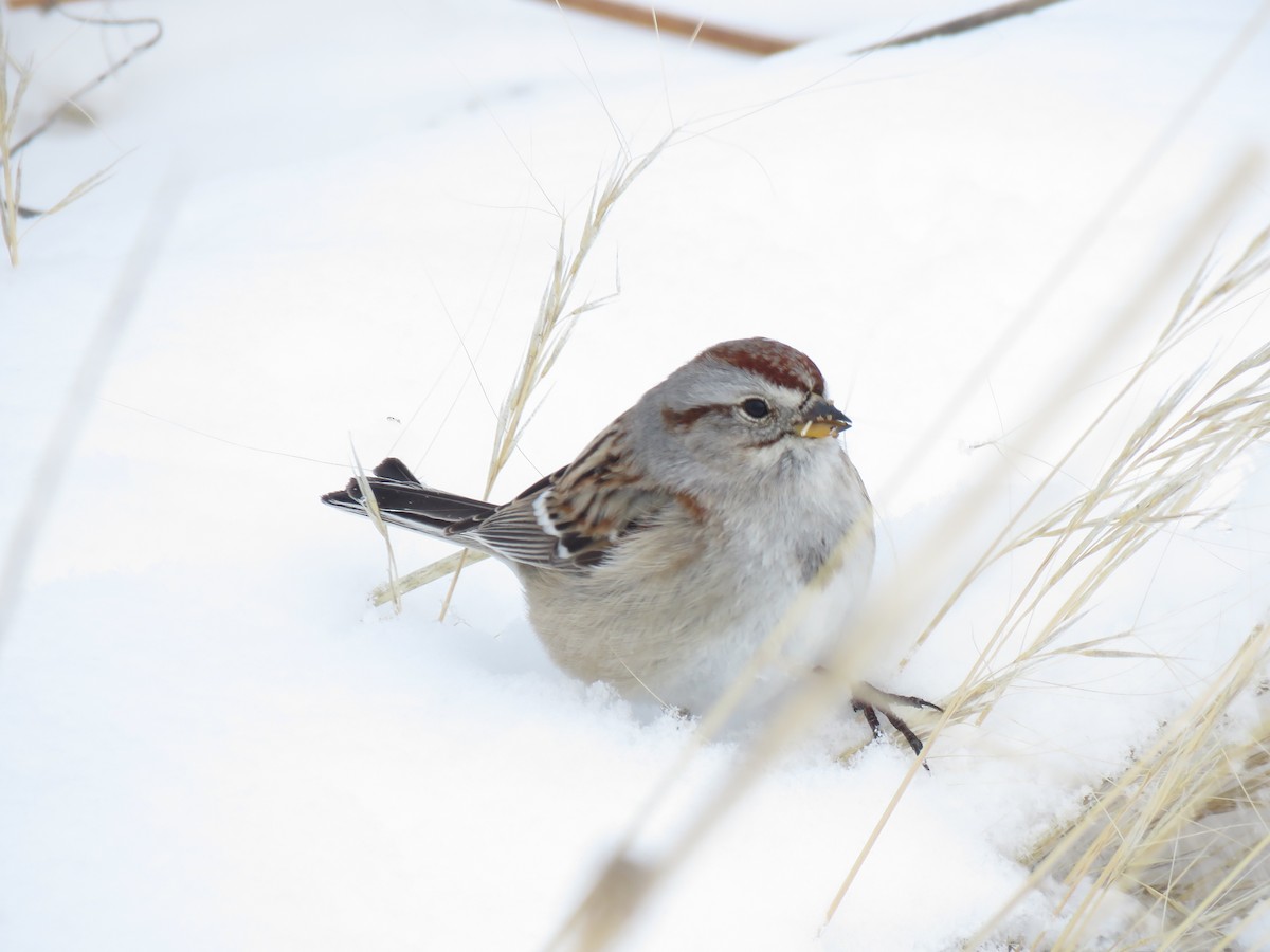 American Tree Sparrow - ML141834031