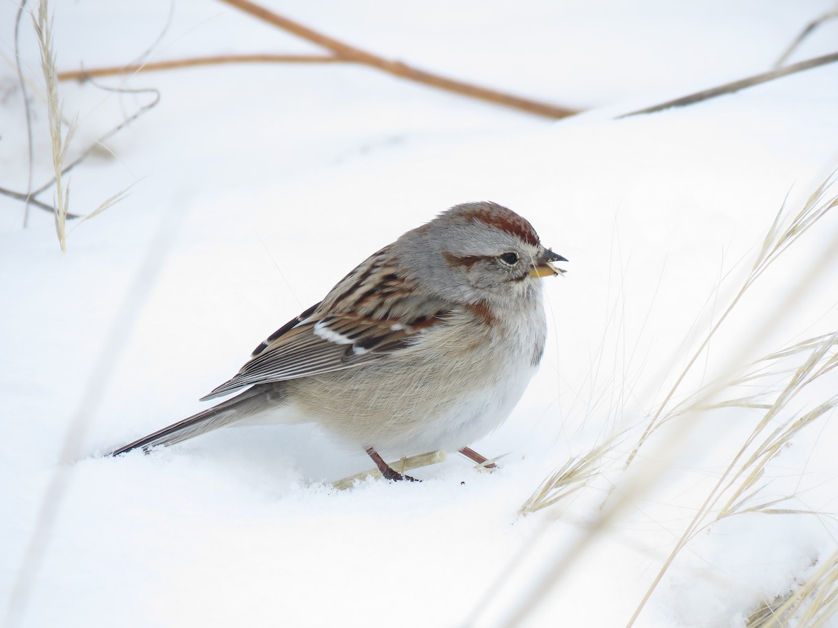 American Tree Sparrow - ML141834041