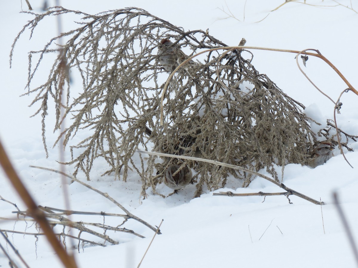 American Tree Sparrow - ML141834051