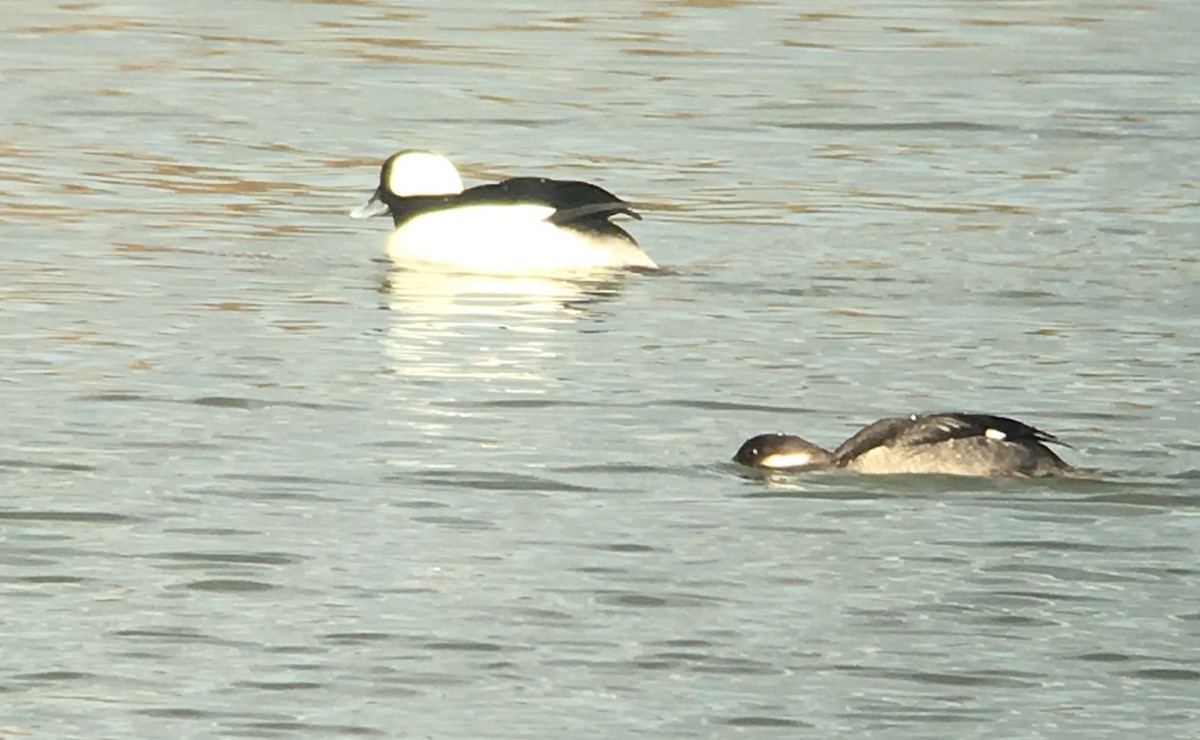 Bufflehead - ML141835861