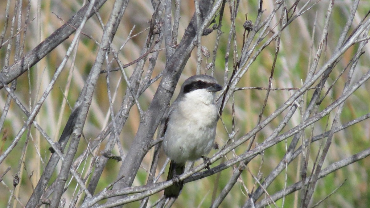 Loggerhead Shrike - ML141841181