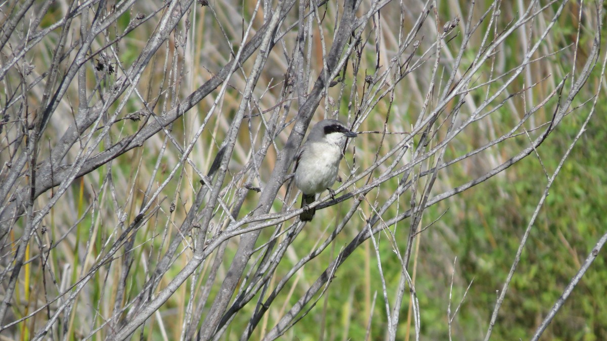 Pie-grièche migratrice - ML141841191