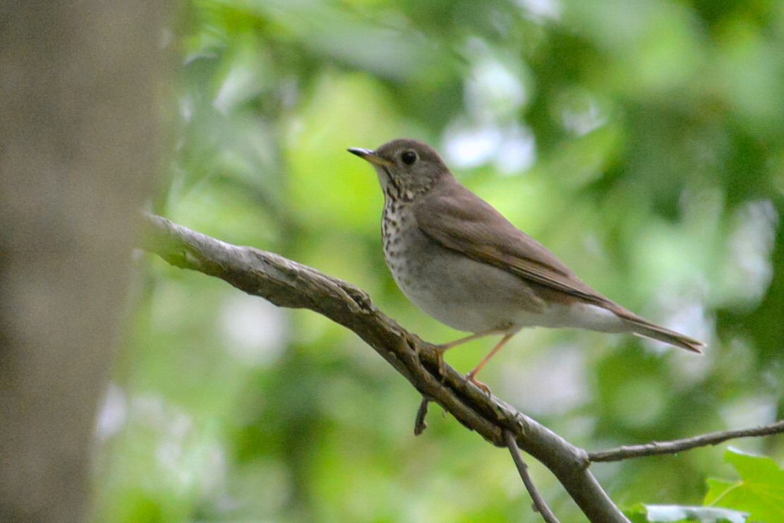 Gray-cheeked Thrush - ML141842361