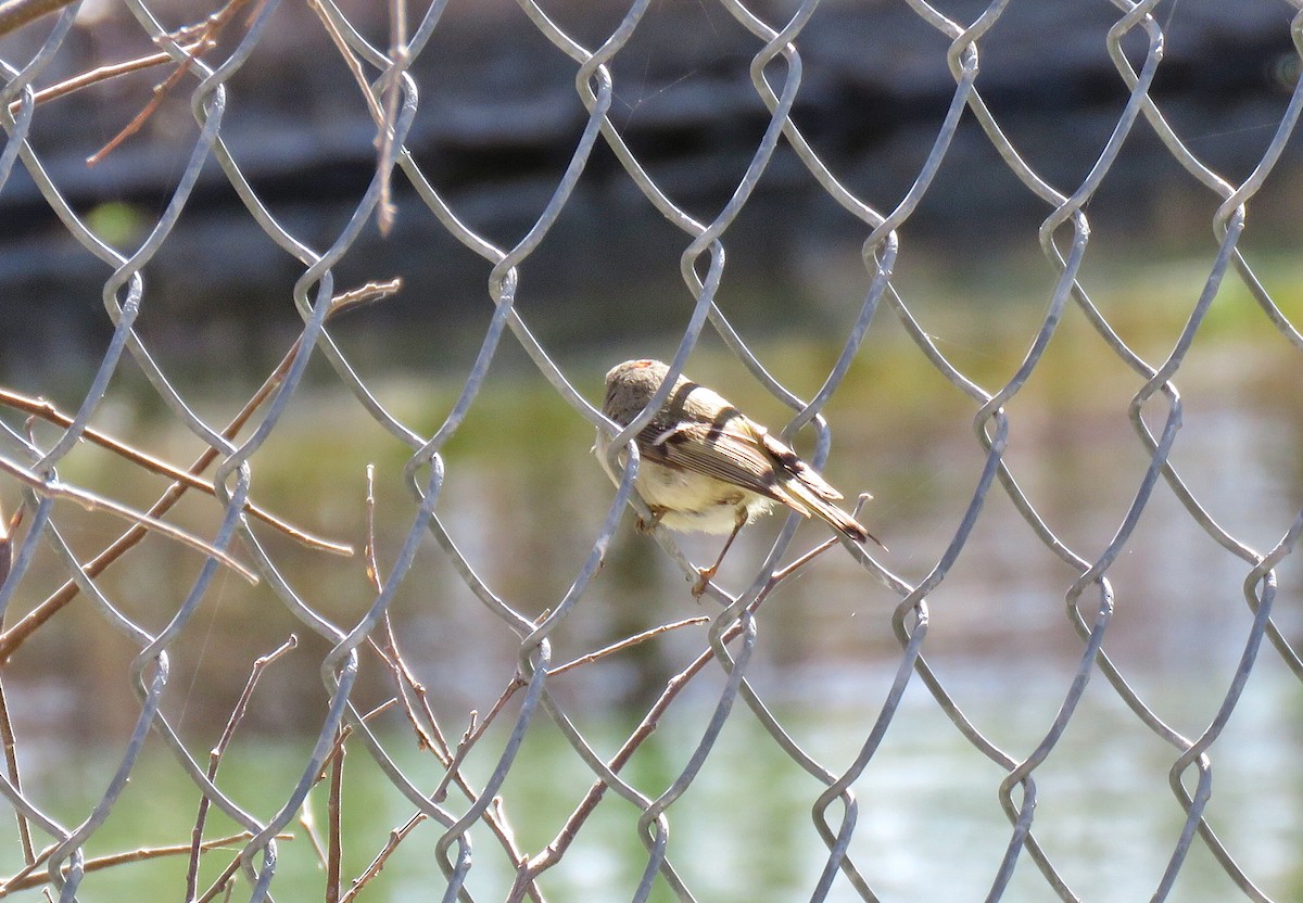 Ruby-crowned Kinglet - Jeff Ludlow