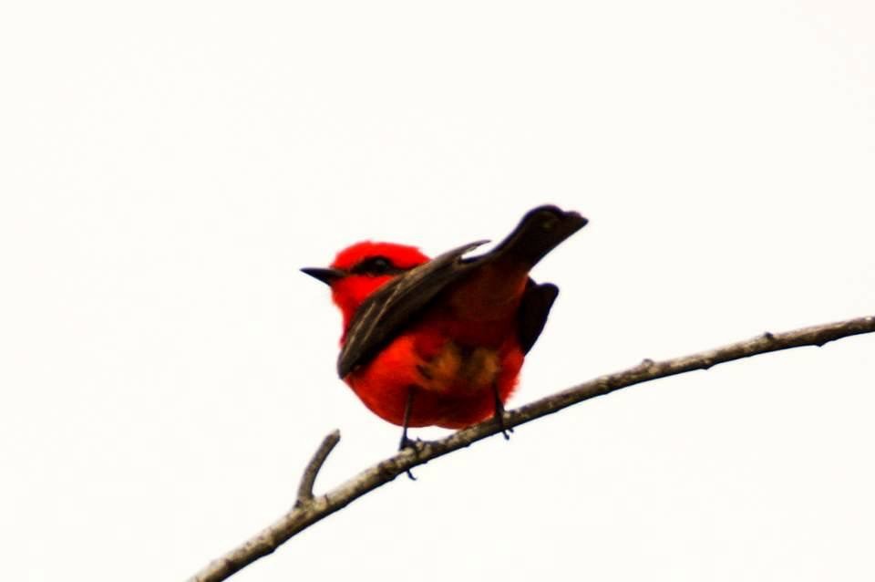 Vermilion Flycatcher - Calvin Rees