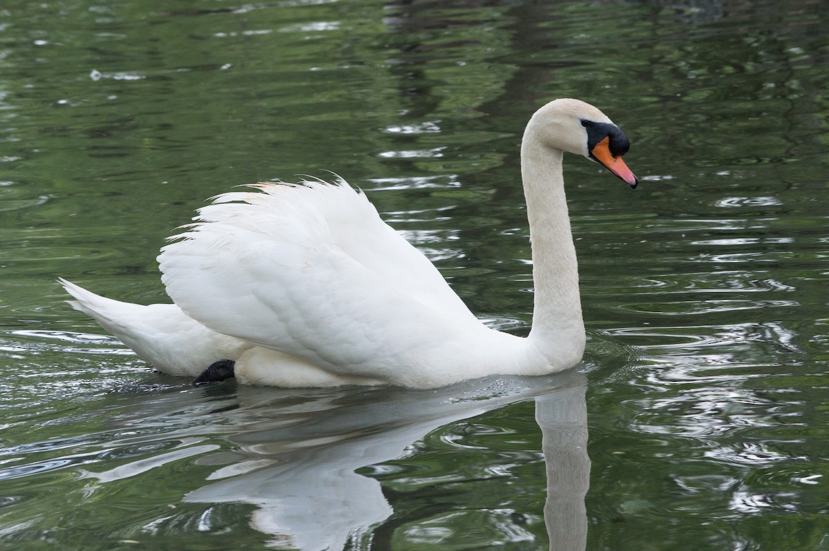 Mute Swan - ML141847281