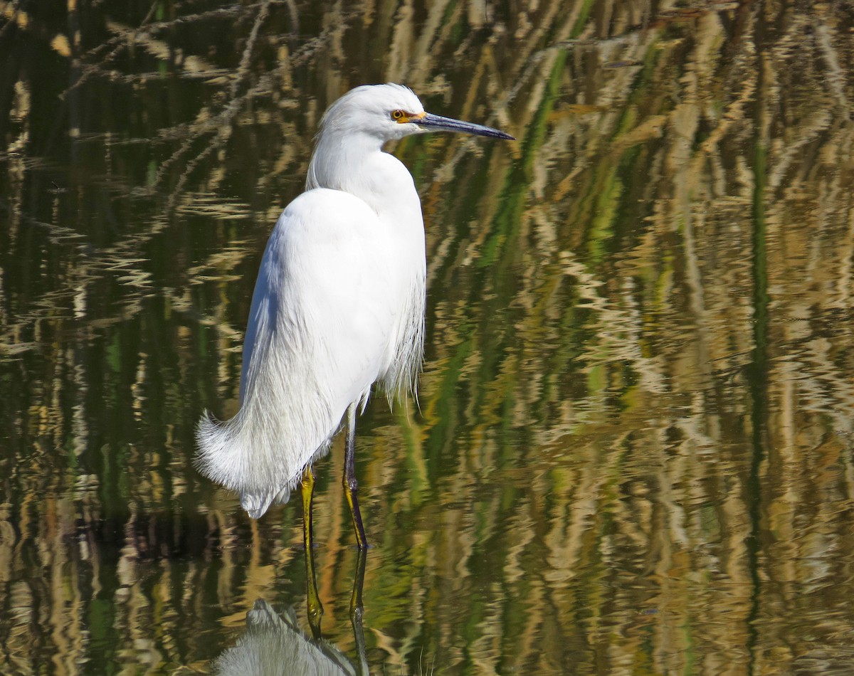 Snowy Egret - ML141847811