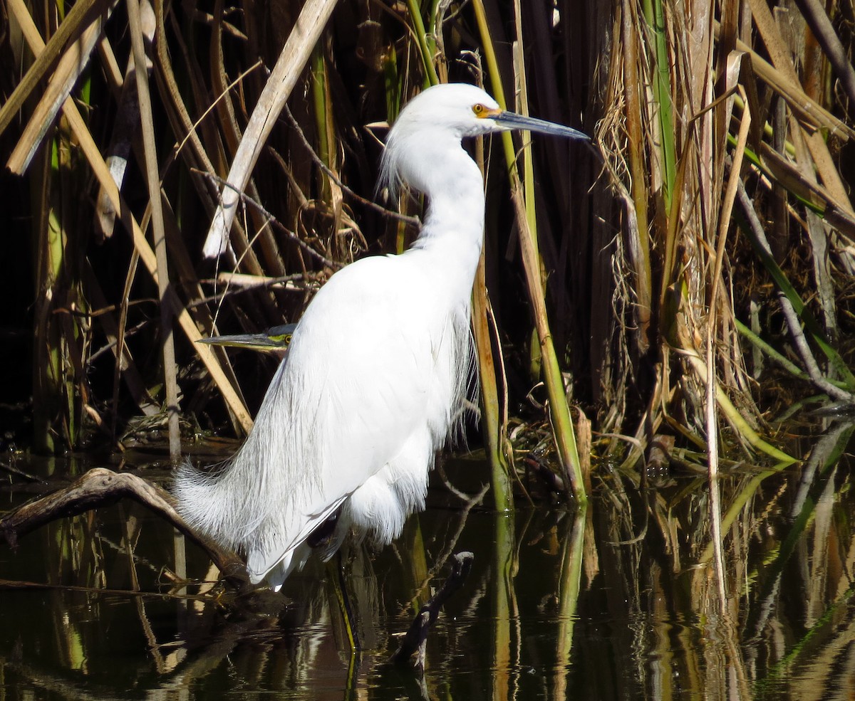 Snowy Egret - ML141847831