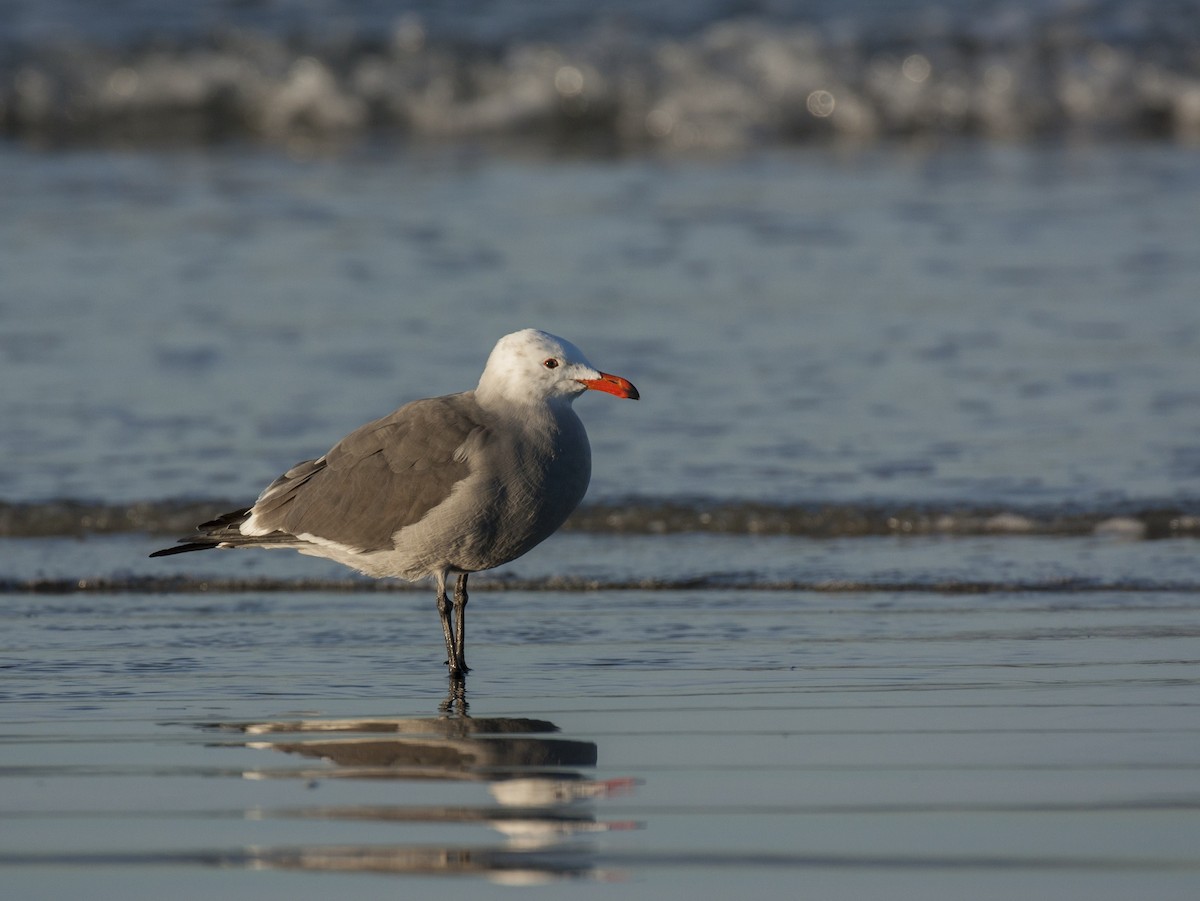 Heermann's Gull - Prairie Birder