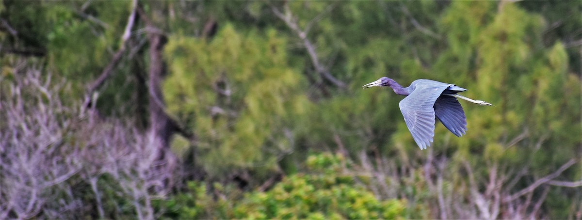 Little Blue Heron - Herb Marshall