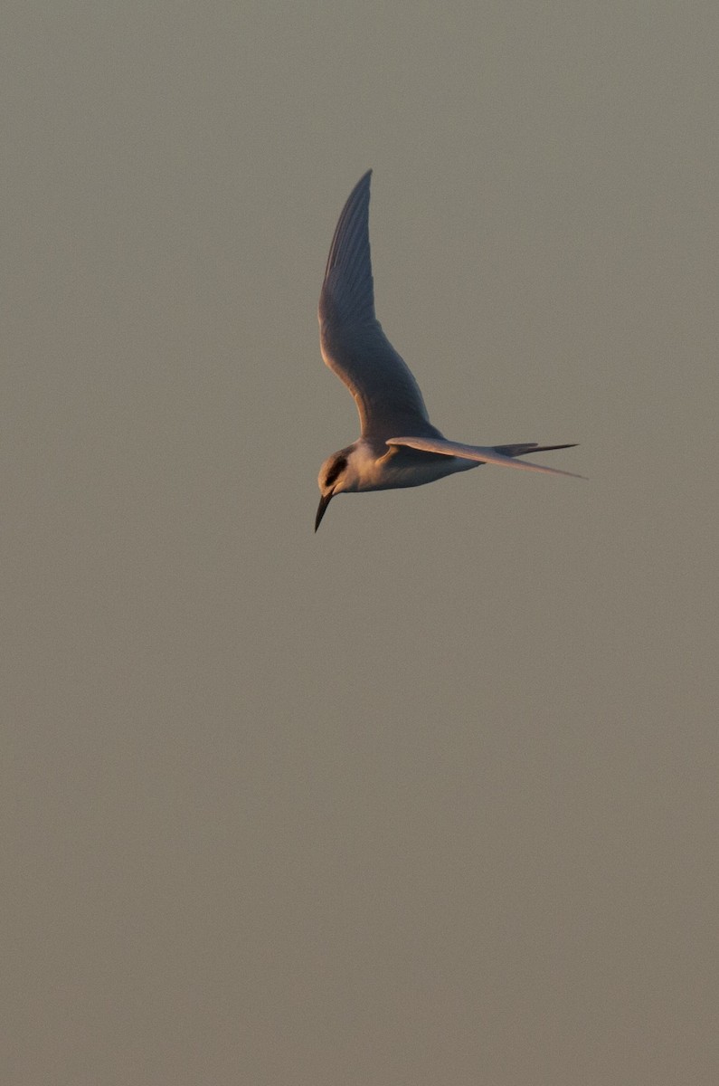 Forster's Tern - ML141848041