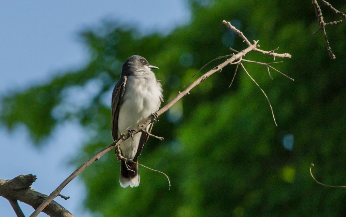 Eastern Kingbird - ML141848511