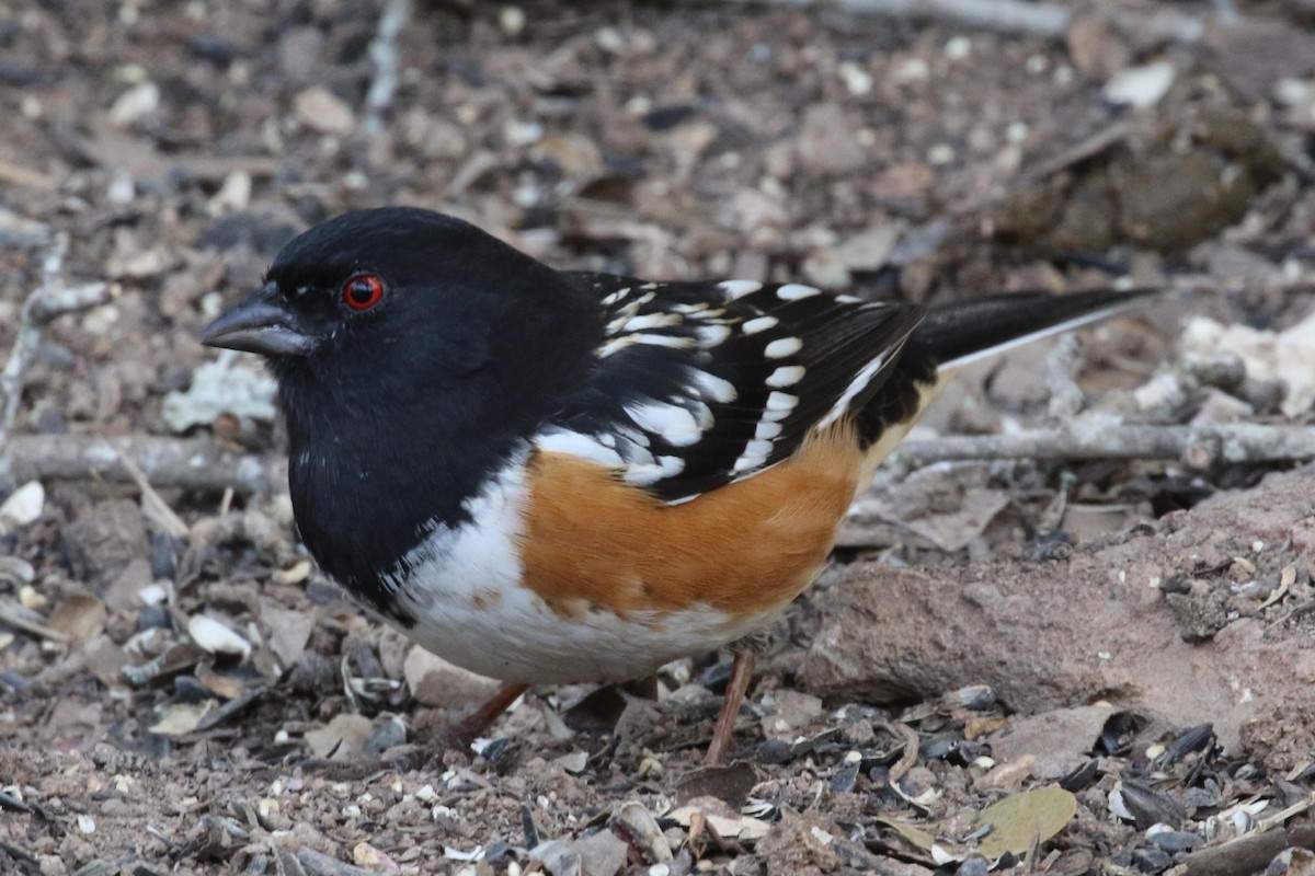 Spotted Towhee - ML141848521