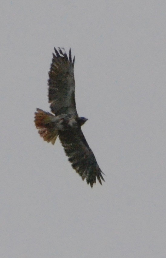 Red-tailed Hawk - ML141848811