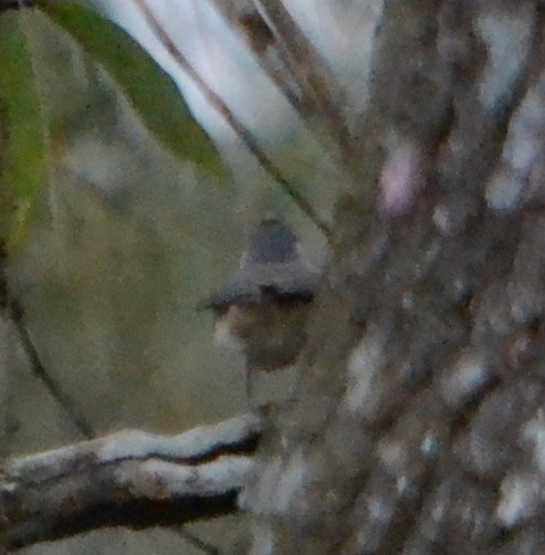 Tufted Titmouse - ML141848891