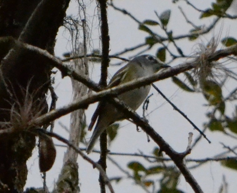 Vireo Solitario - ML141848991