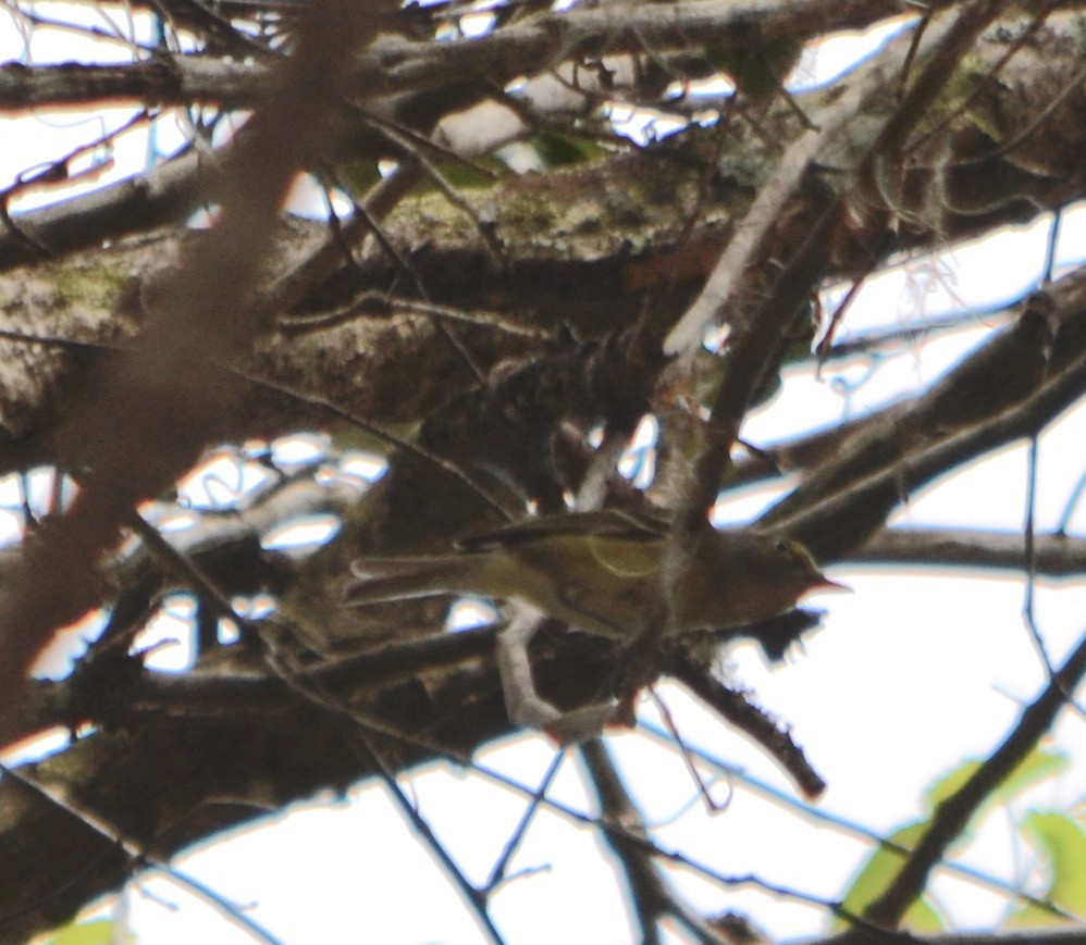 White-eyed Vireo - Margaret Merar