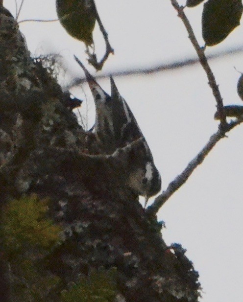 Black-and-white Warbler - ML141849041