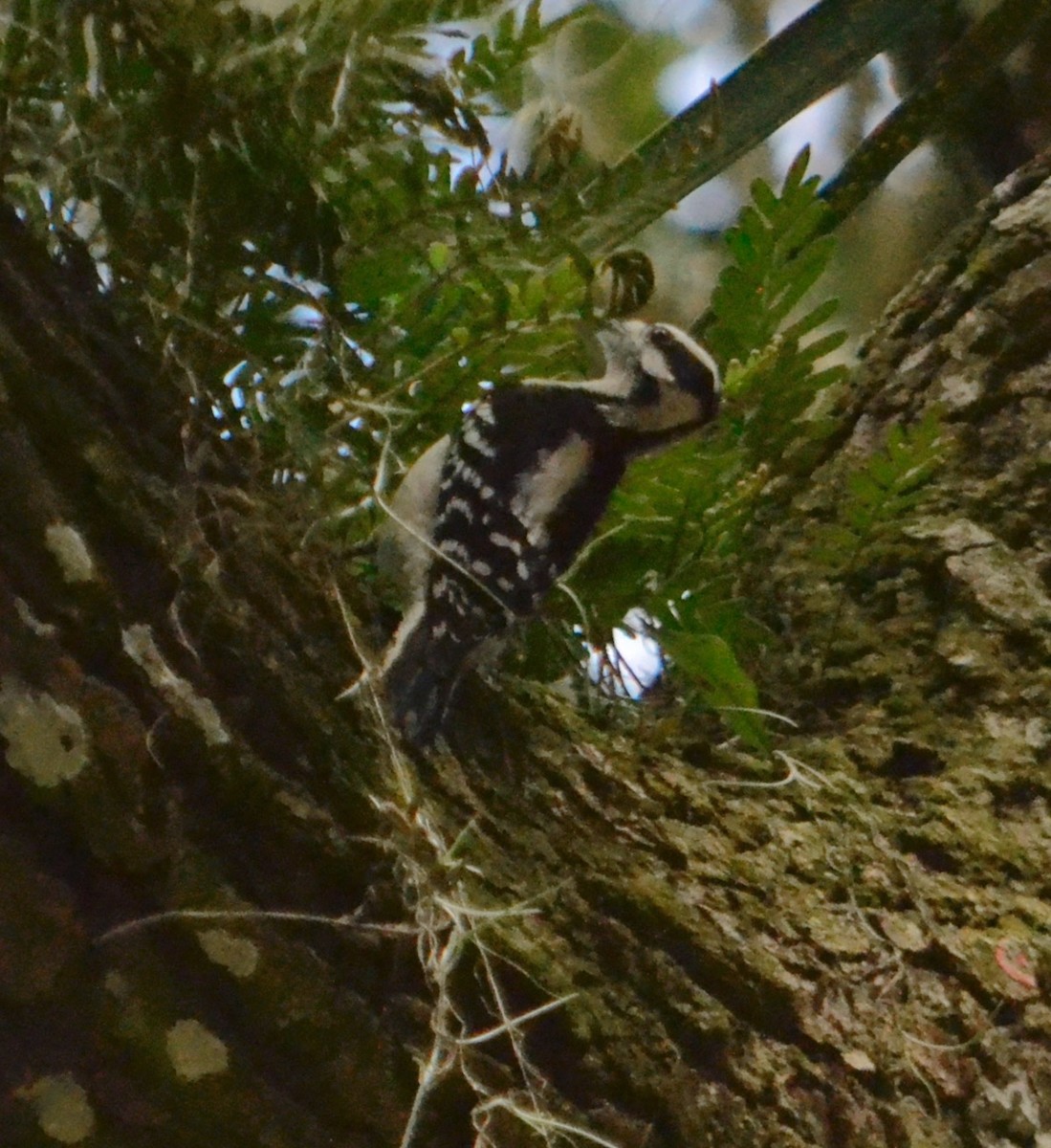 Downy Woodpecker - ML141849101