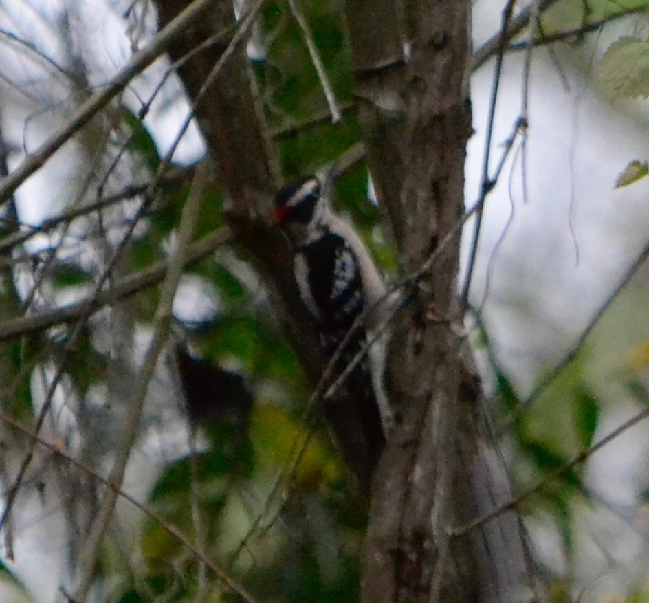 Downy Woodpecker - ML141849111