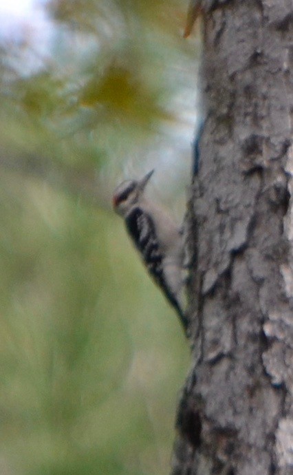 Downy Woodpecker - ML141849201