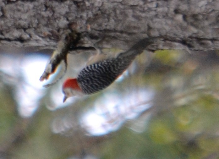 Red-bellied Woodpecker - ML141849231