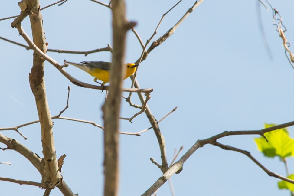 Prothonotary Warbler - ML141849941