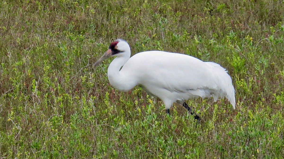 Whooping Crane - ML141850061