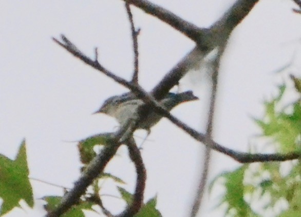 Yellow-rumped Warbler - ML141850481